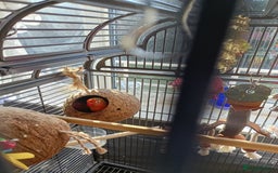 Lovebirds birds for sale: Lovebirds  - Image 4