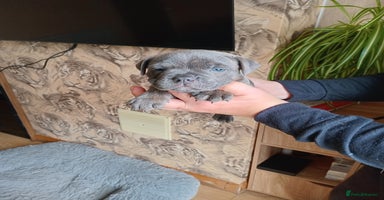 Staffordshire Bull Terrier dogs - Advert 11