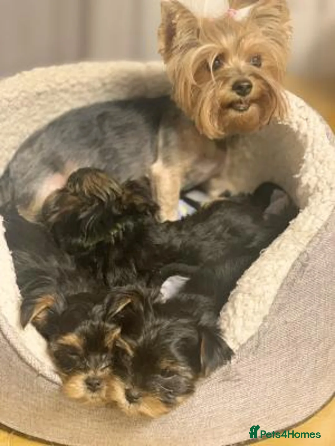 Yorkshire Terrier dogs for sale: Beautiful Yorkshire Terriers - Advert 8