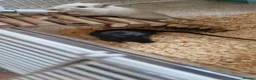 Gerbil rodents for sale: 2 paired gerbils and set up!  in Daventry - Advert 1