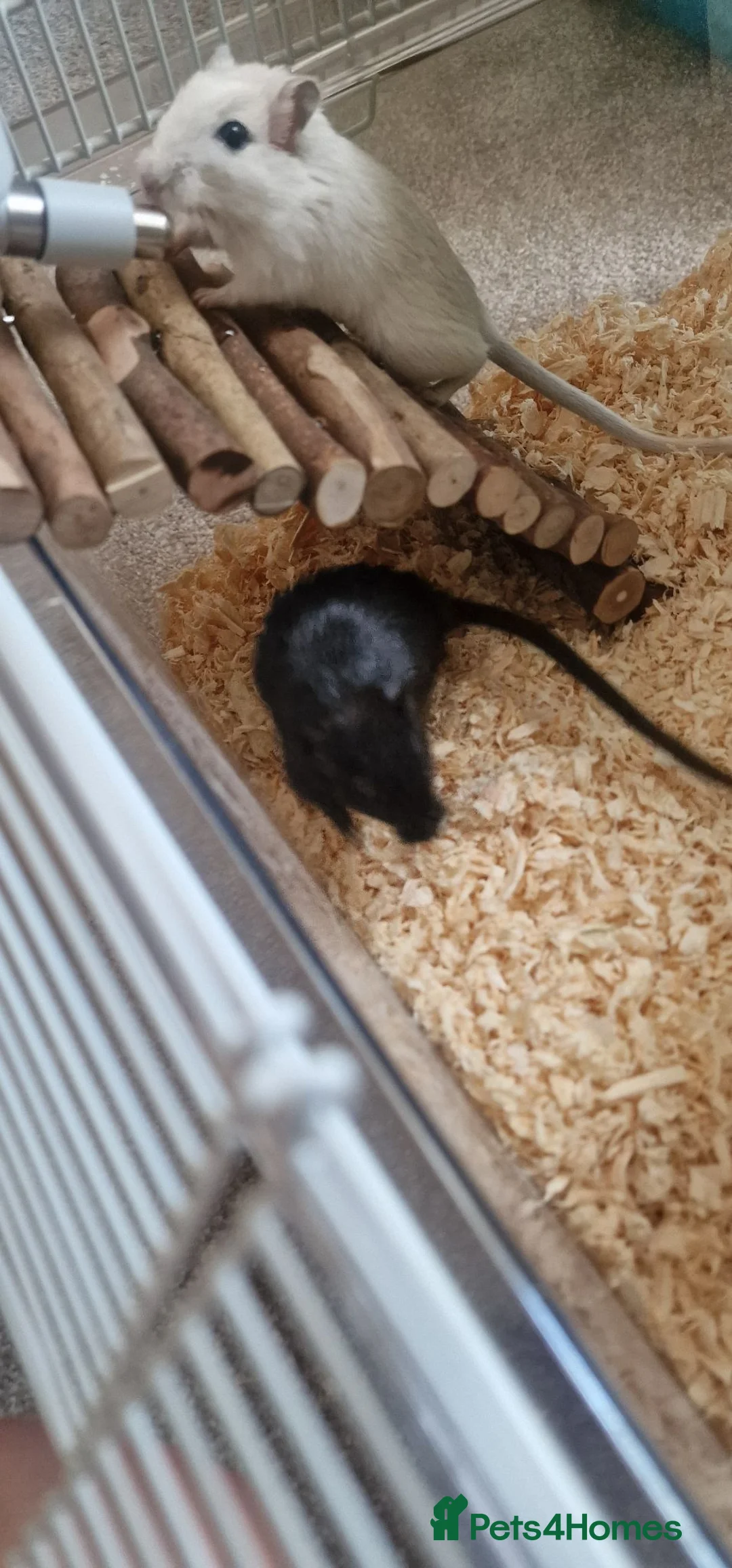 Gerbil rodents for sale: 2 paired gerbils and set up!  in Daventry - Advert 1