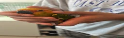 Conures birds for sale: Hand-Reared Baby Conures, Quakers & ringnecks - Advert 10