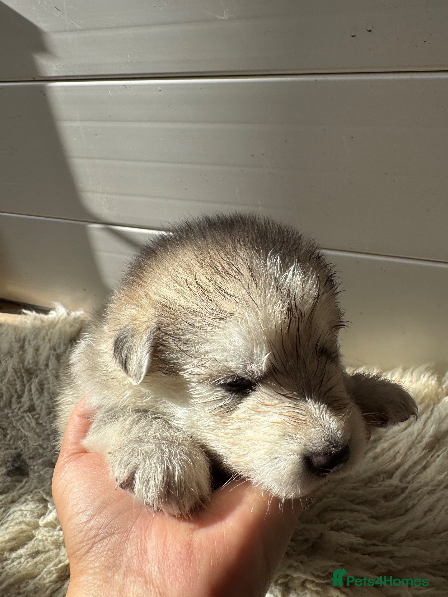 Mixed Breed dogs German Shepherd/Alaskan Malamute Isabella Coat - Advert 2