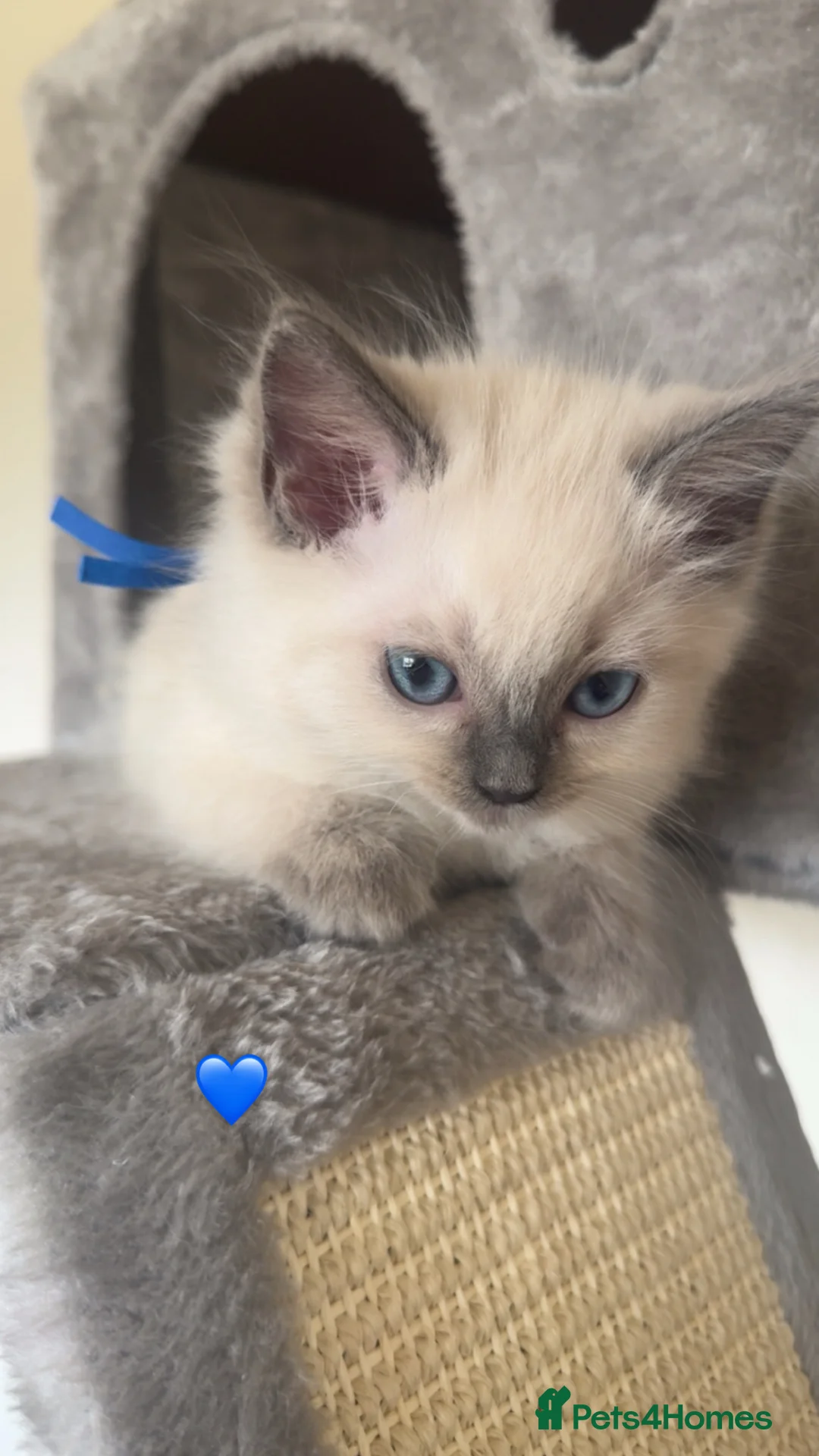 Ragdoll cats for sale: GCCF Blue pointed Ragdoll Kittens - Advert 2