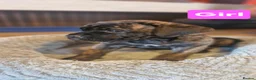 Cane Corso dogs for sale: Stunning cane corso pups - Advert 9