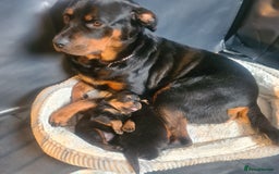 Rottweiler dogs for sale: Stunning rottweiler puppies  - Image 11