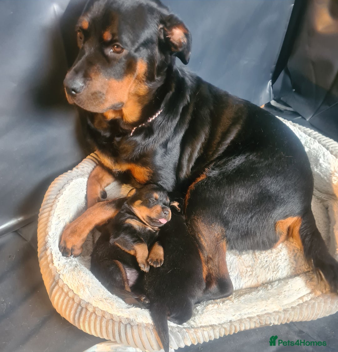 Rottweiler dogs for sale: Stunning rottweiler puppies  - Image 11