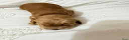 Cockapoo dogs for sale: Cockapoo f1b  in Lincoln - Advert 11
