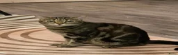 Mixed Breed cats for sale: Cute Kittens Ready for Loving Homes - Advert 2