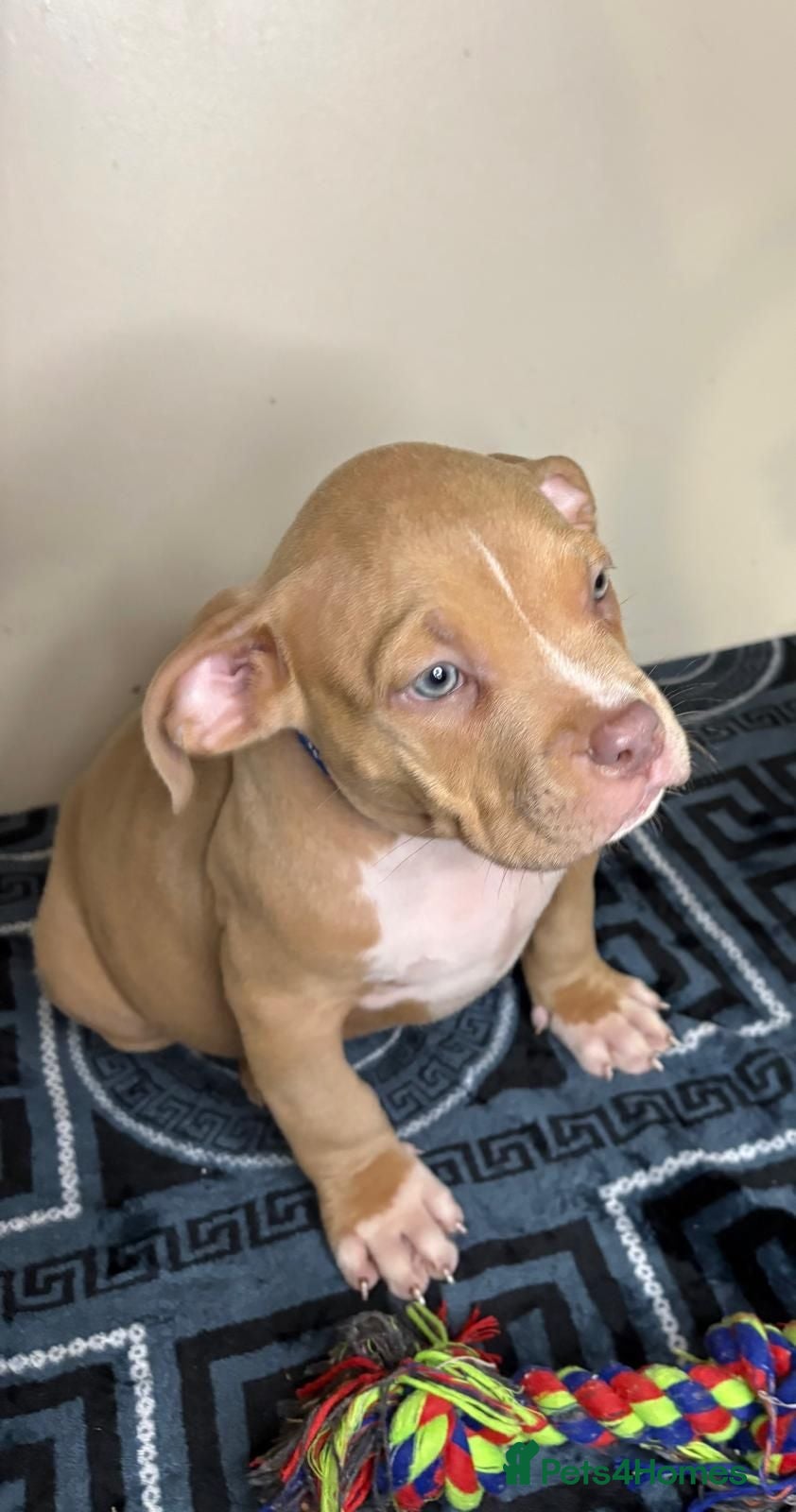 American Bully dogs Quality pocket bullies ready for forever homes - Advert 1