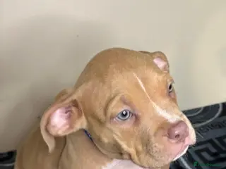 American Bully dogs Quality pocket bullies ready for forever homes - Advert 1