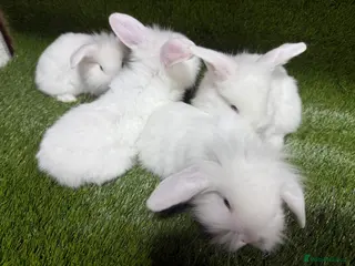 Mixed Breed rabbits Gorgeous Baby Mini Lion Lops - Advert 15