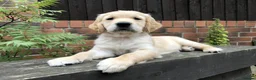 Golden Retriever dogs for sale: KC Reg Dark Red Golden Retriever-100% DNA Tested - Advert 17