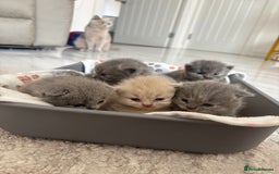 British Shorthair cats for sale: British Short Hair Kittens  - Image 1