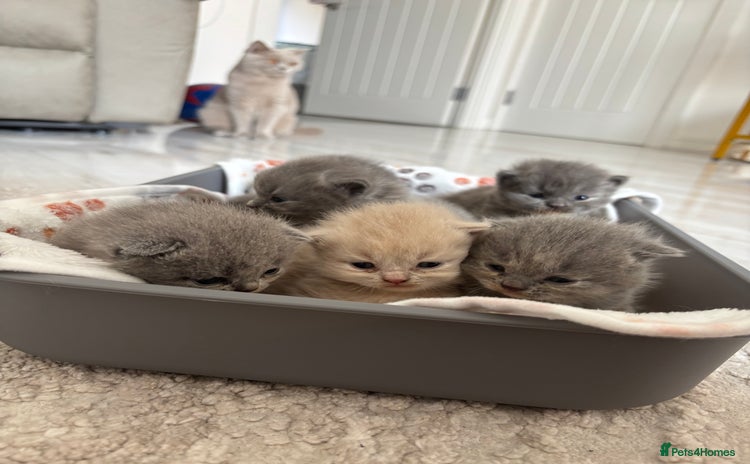 British Shorthair cats - Advert 15