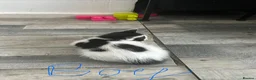 Mixed Breed cats for sale: Kittens are ready now  - Advert 14