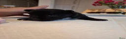Chihuahua dogs for sale: Little puppy - Advert 11