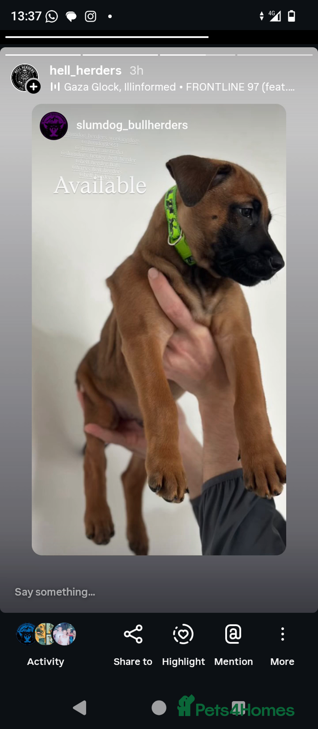 Mixed Breed dogs for sale: Mali cross  - Advert 16