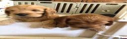 Cockapoo dogs for sale: Adorable Cockapoo Puppies  - Advert 4