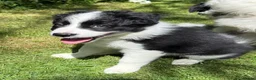 Border Collie dogs for sale: Litter of three striking Border Collie puppies  in Witney - Advert 4