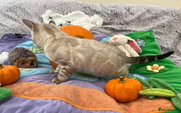 Bengal cats for sale: OUTSTANDING TICA reg BENGAL KITTENS - Image 9