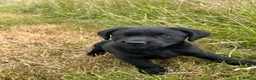 Labrador Retriever dogs for sale: Fabulous Male Black Lab puppy for sale. in Sheffield - Advert 3
