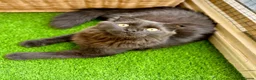 Scottish Fold cats for adoption: Male Scottish Fold Rescue Kitten - Indoor Adoption - Advert 6