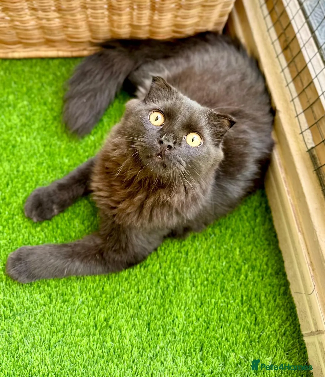 Scottish Fold cats for adoption: Male Scottish Fold Rescue Kitten - Indoor Adoption - Advert 6
