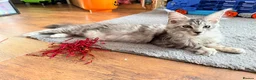 Maine Coon cats for sale: 💙 Male Maine Coon Silver Kitten TICA - Advert 5