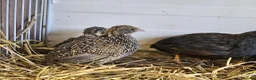 Quail poultry for sale: Chinese Painted Button Quail Groups  - Advert 19