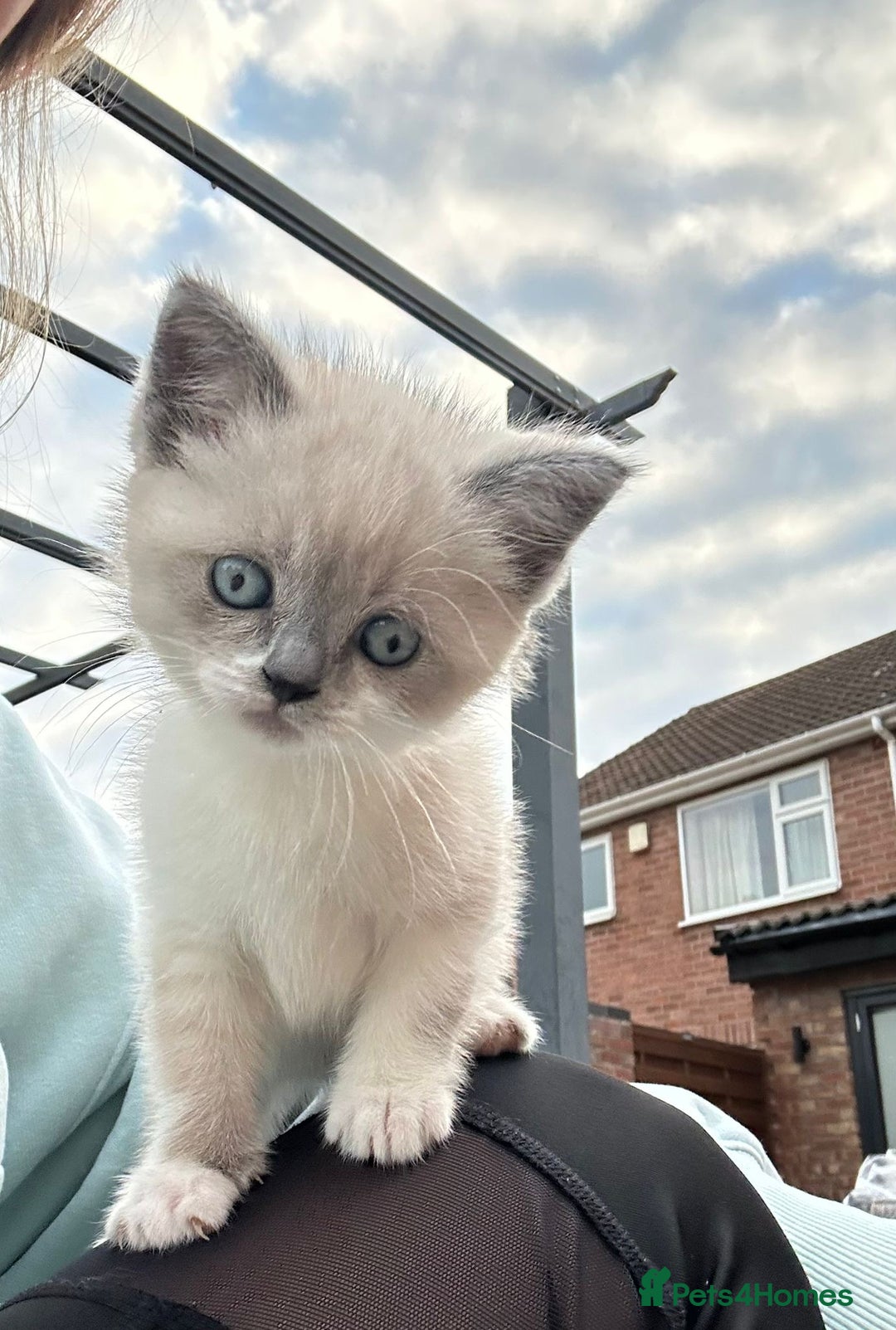 Ragdoll cats for sale: Female, adorable Ragdoll mix breed  - Image 2