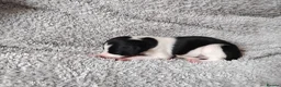 Mixed Breed dogs for sale: Whippet x Saluki puppies - Advert 7