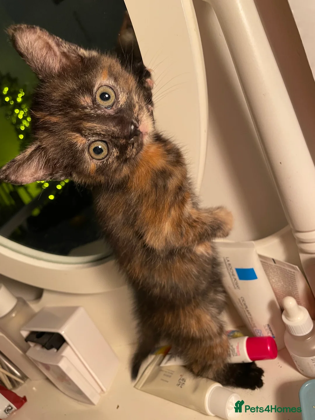 Mixed Breed cats for sale: Colourful kittens looking for home 🩷 - Advert 15