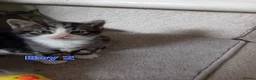 Mixed Breed cats for sale: Kittens for sale - Advert 26