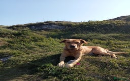 Labrador Retriever dogs for sale: Male Labrador age 5 years  - Image 2