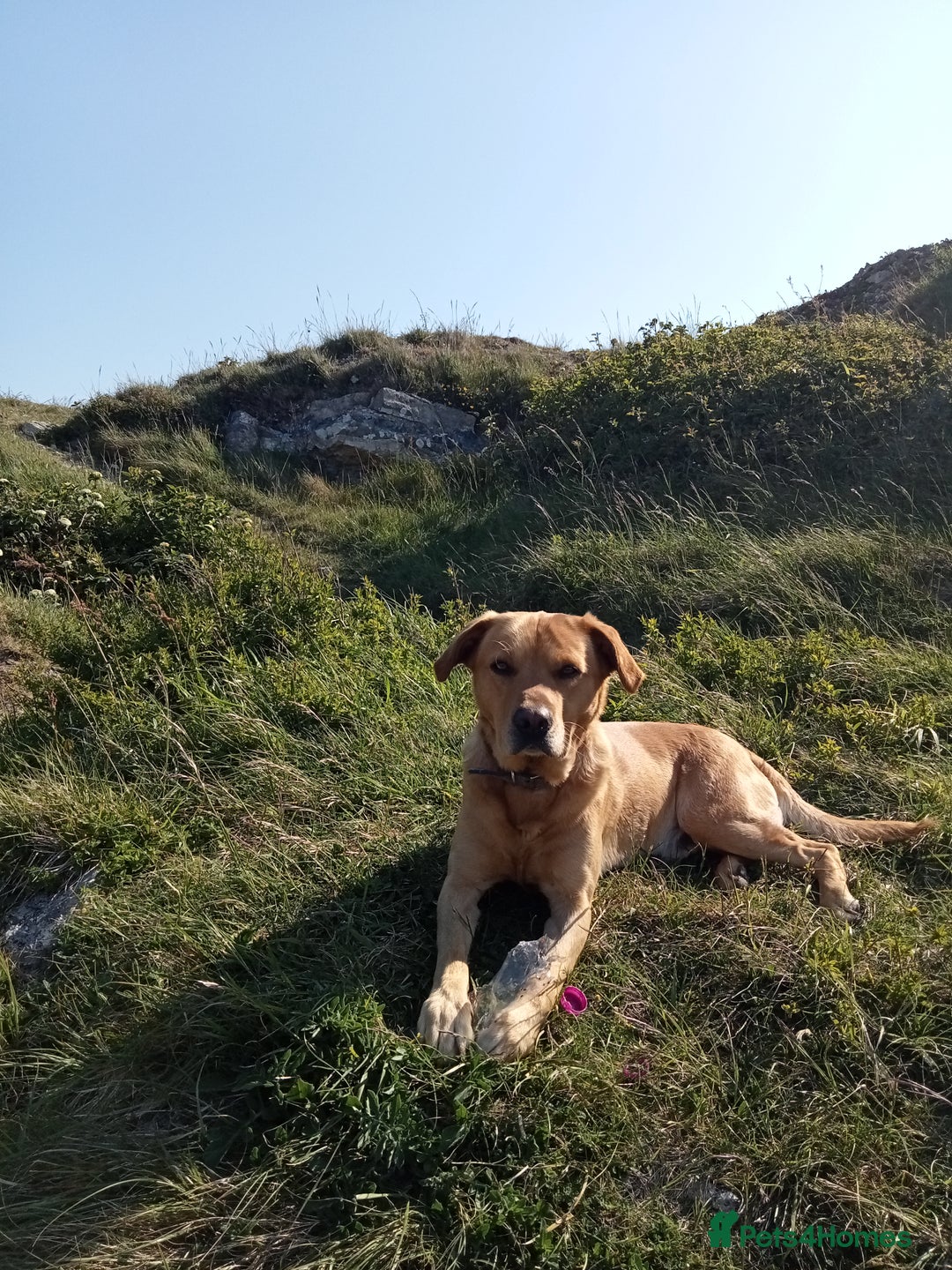 Labrador Retriever dogs for sale: Male Labrador age 5 years  - Image 2
