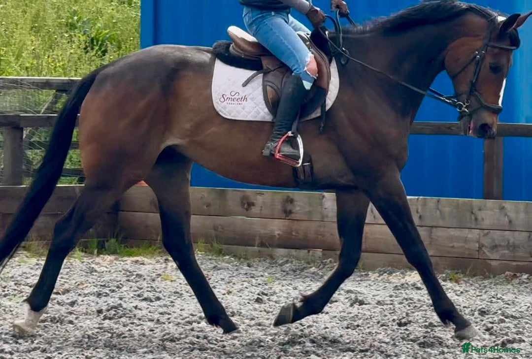 English Thoroughbred horses for sale: Sweet horse looking for solo home - Image 10