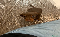 Miniature Dachshund dogs for sale: Pra clear miniature dachshunds - Image 16