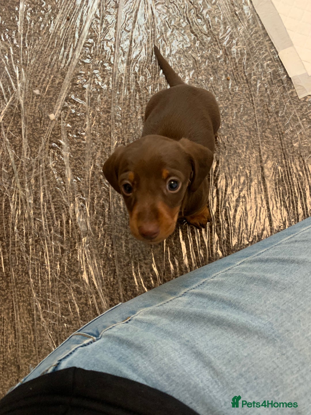 Miniature Dachshund dogs for sale: Pra clear miniature dachshunds - Image 16