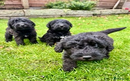 Bedlington Terrier dogs for sale: Stunning Bedlington Terrier puppies  - Image 10
