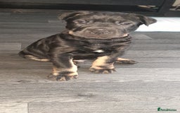 Mixed Breed dogs for sale: German shepherd/shar-pei and Staffy  - Image 2