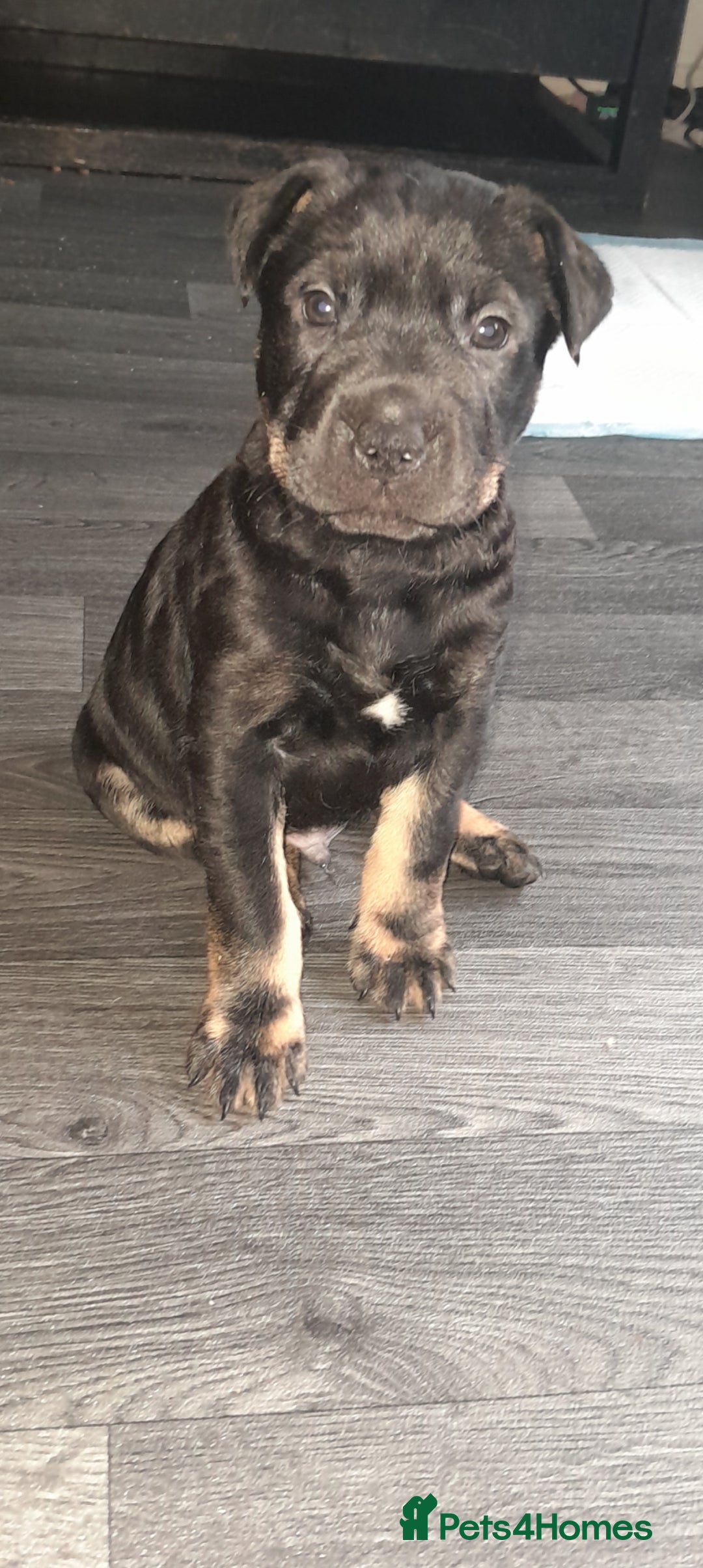 Mixed Breed dogs for sale: German shepherd/shar-pei and Staffy  - Image 2