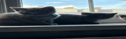 British Shorthair cats for sale: Pure British shorthair kittens - Advert 2