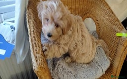 Cavachon dogs for sale:  🐾 Cavapoochon Puppies! 🐾 - Image 7