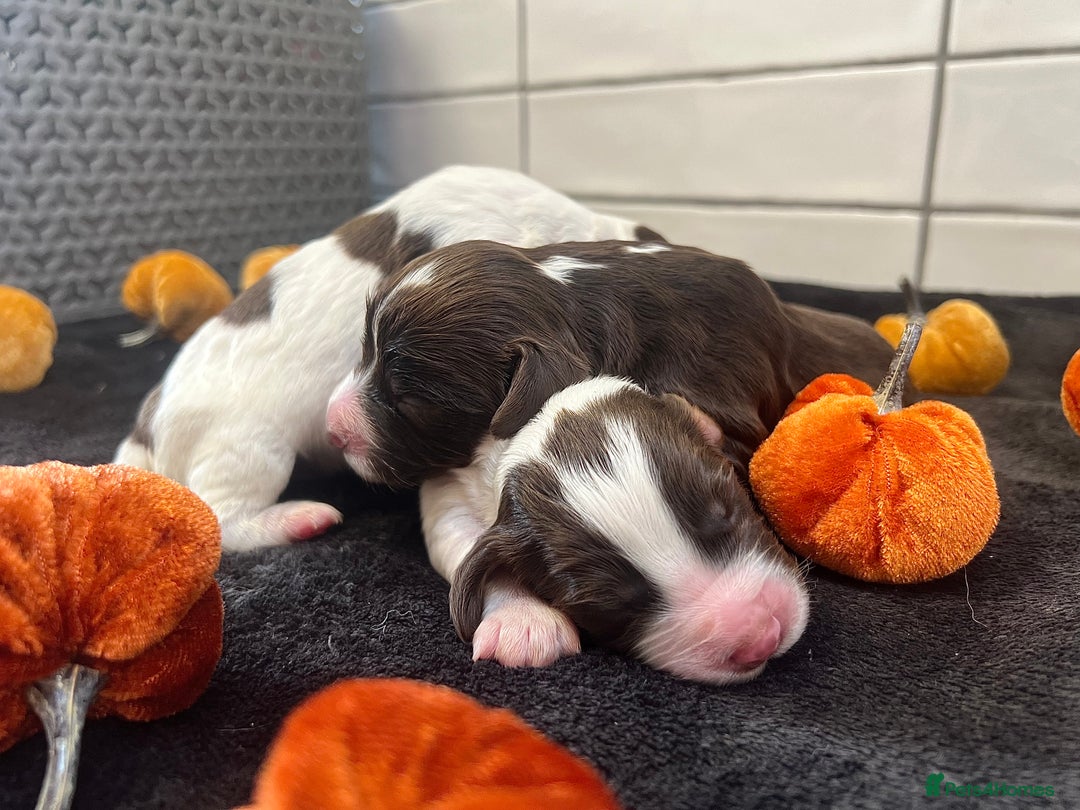 Cocker Spaniel dogs for sale: ✨Beautiful Cocker Spaniel Puppies✨ - Advert 7