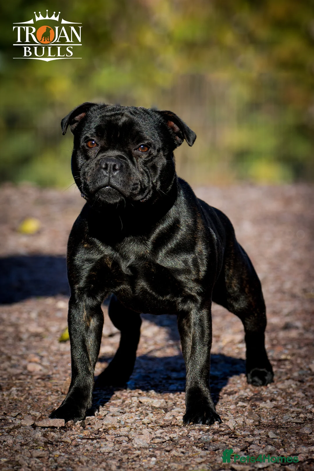 Staffordshire Bull Terrier dogs for stud: 🏆CHAMPION MICA AVAILABLE FOR STUD🏆 in Basingstoke - Advert 1