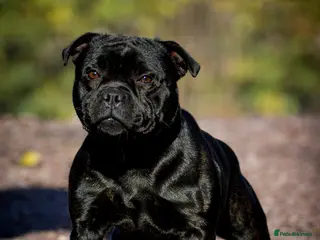 Staffordshire Bull Terrier dogs 🏆CHAMPION MICA AVAILABLE FOR STUD🏆 in Basingstoke - Advert 6