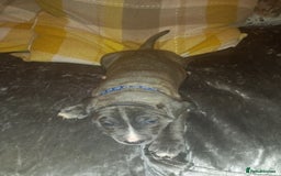 Staffordshire Bull Terrier dogs for sale: Blue brindle boy for sale - Image 3