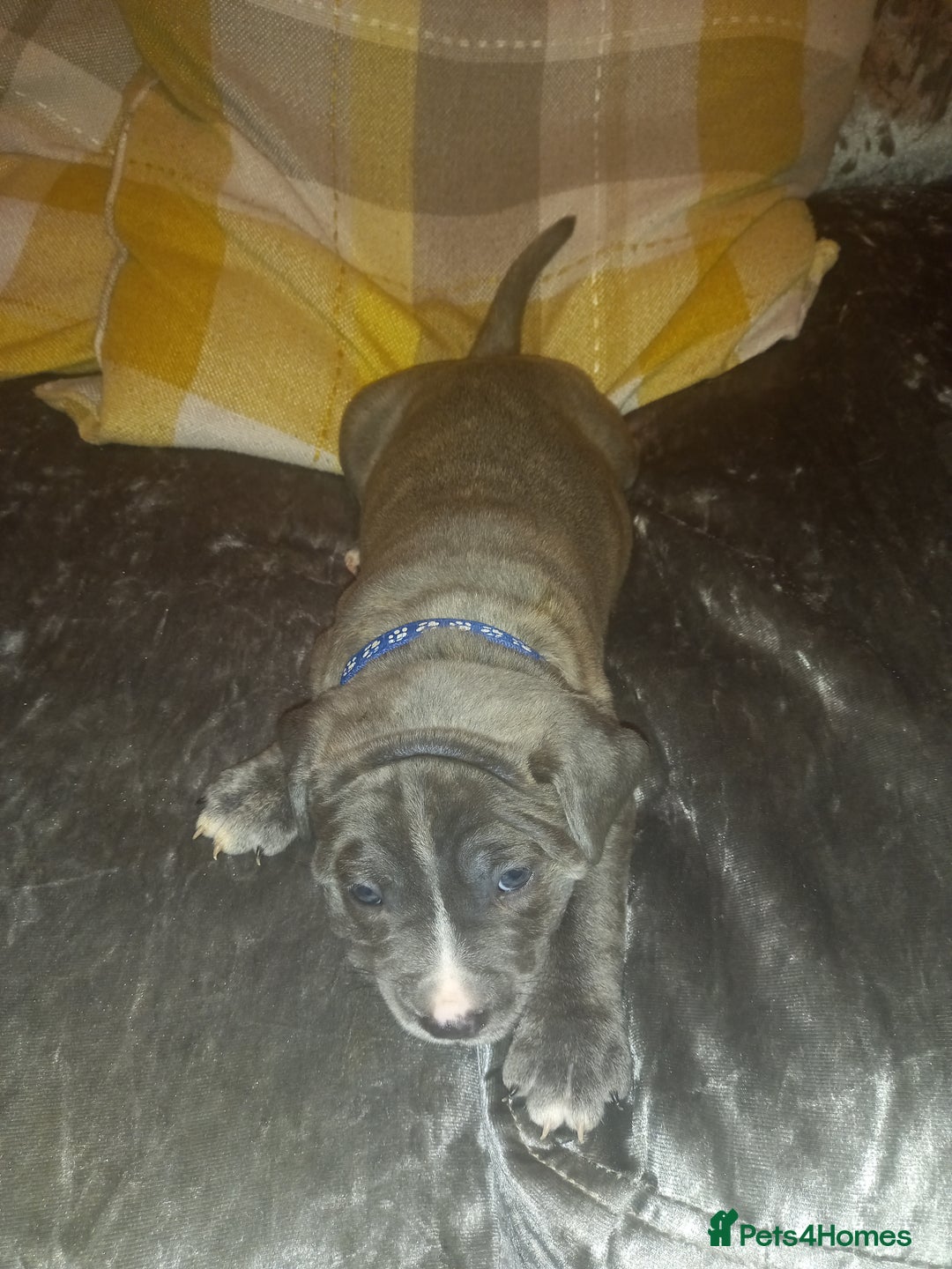 Staffordshire Bull Terrier dogs for sale: Blue brindle boy for sale - Image 3