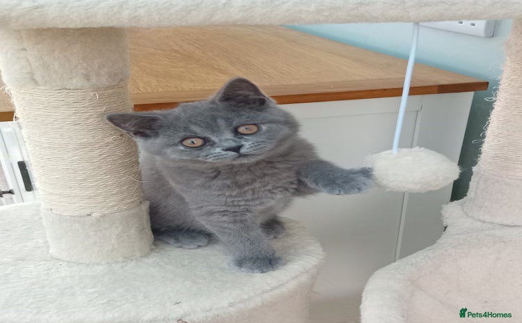 British Shorthair cats - Advert 2